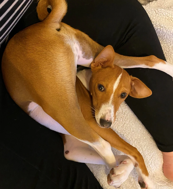 weird-posture-dog