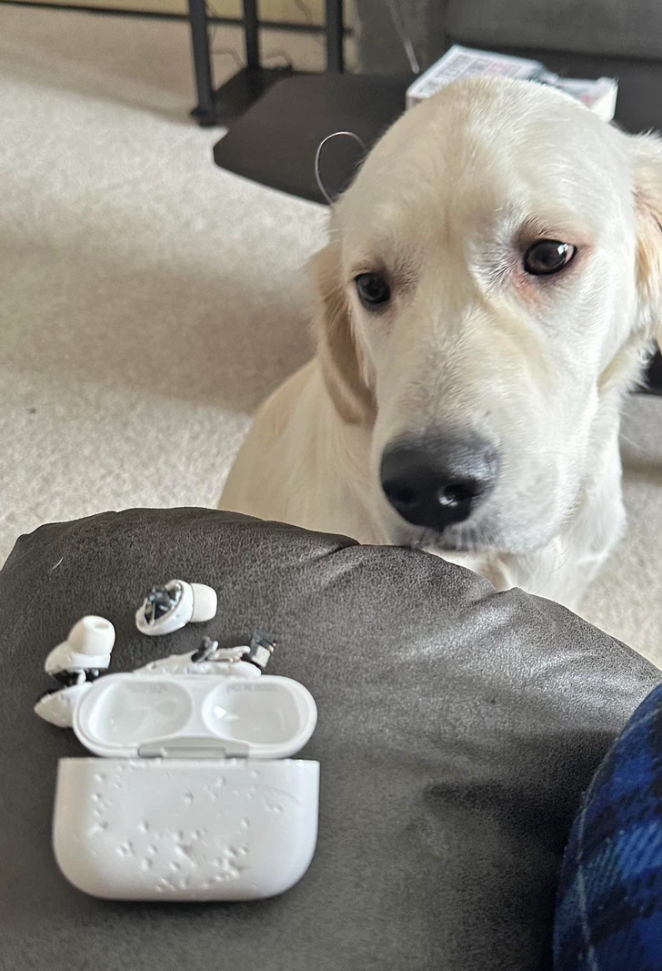 white-dog