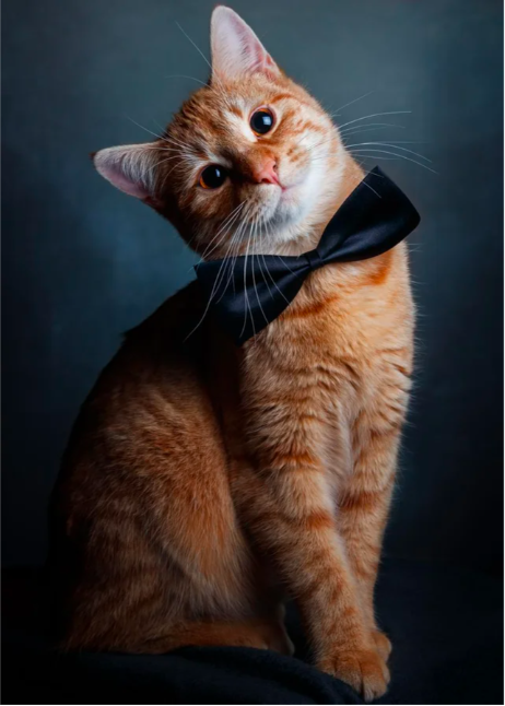cat