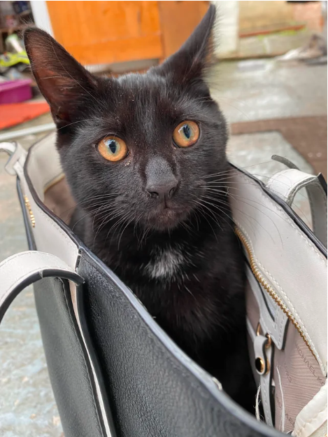 cat