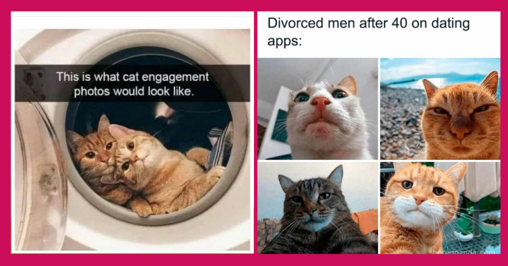 50 Hilarious Cat Memes That Prove Cats Are The Funniest Animals On ...