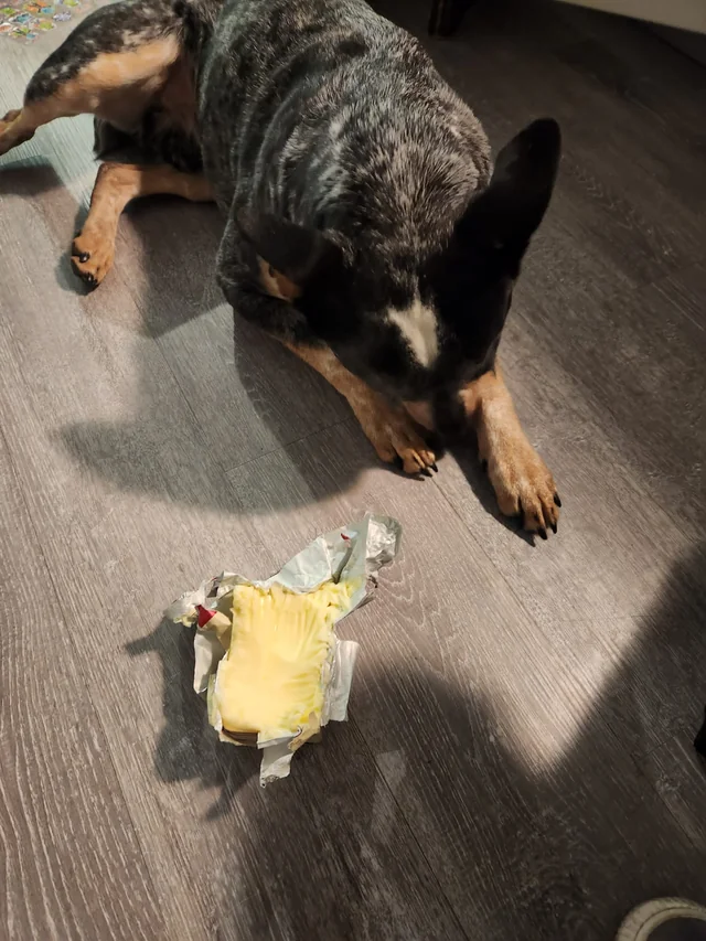 Does anyone else's doggo feel immediate shame when they know they've done something wrong?