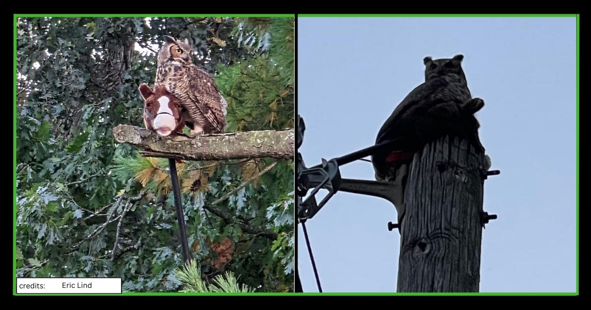 Owl Stole Stick Horse