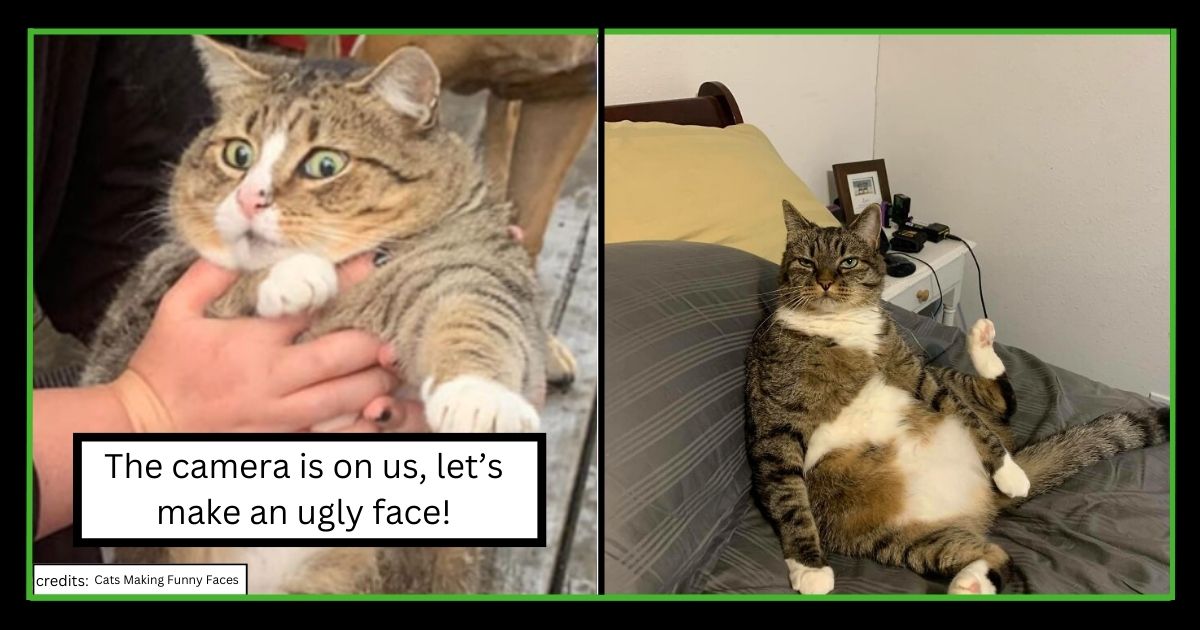 Cats Making Funny Faces
