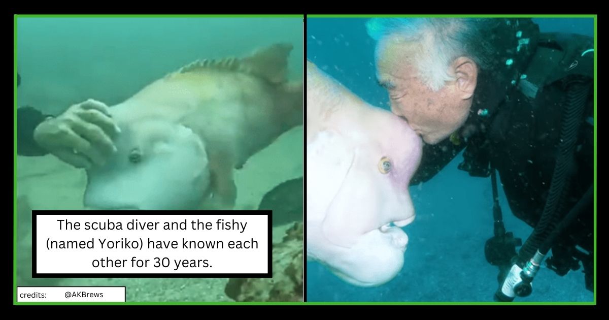Scuba Diver Fish Friendship