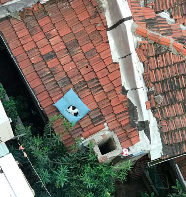 dog pillow on roof