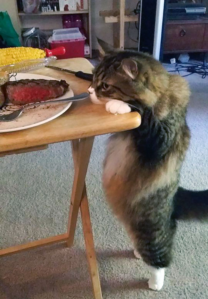 cat stealing steak