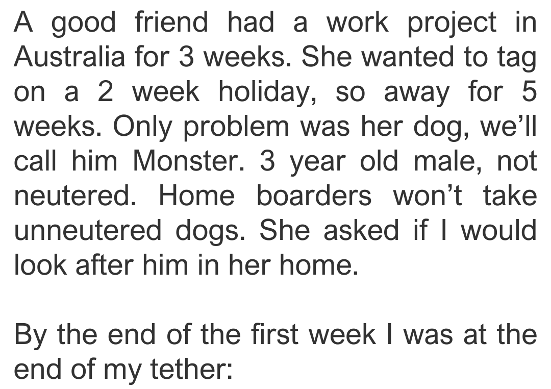 dog-friend-2-min
